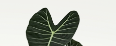 siamkubota
