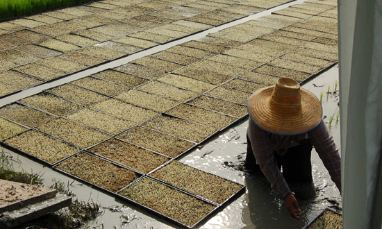 เครื่องโรยกล้ากึ่งอัตโนมัติ SR-K800THL