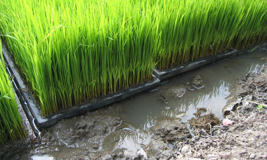 เครื่องโรยกล้ากึ่งอัตโนมัติ SR-K800THL