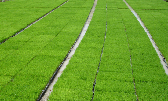 เครื่องโรยกล้ากึ่งอัตโนมัติ SR-K800THL