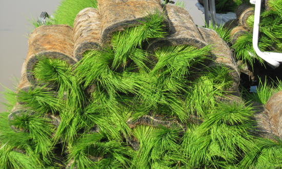 เครื่องโรยกล้ากึ่งอัตโนมัติ SR-K800THL