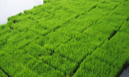 เครื่องโรยกล้ากึ่งอัตโนมัติ SR-K800THL