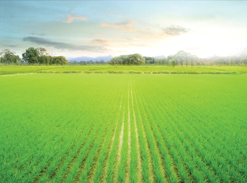 รถดำนา SPV-6CMD