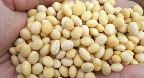 ชุดอุปกรณ์เก็บเกี่ยวถั่วเหลืองและถั่วเขียว ตราช้าง BK70 และ BK70G