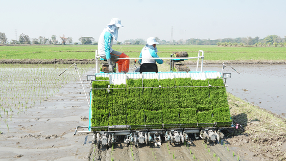 รถดำนานั่งขับ 8 แถว SPV8