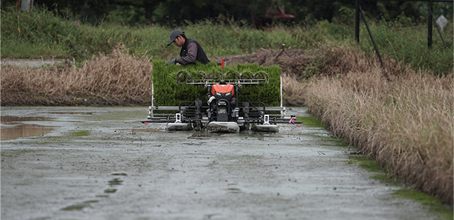 รถดำนาเดินตาม 6 แถว KW6-M