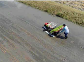 รถดำนาเดินตาม 4 แถว KW4