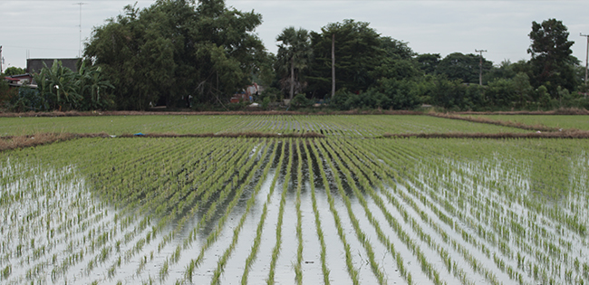 รถดำนาเดินตาม 6 แถว KW6-M