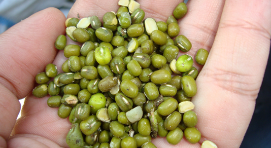 ชุดอุปกรณ์เก็บเกี่ยวถั่วเหลืองและถั่วเขียว BK70 / BK70G