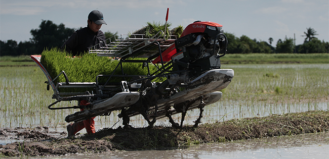 รถดำนาเดินตาม 6 แถว KW6-M