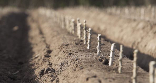 เครื่องปลูกมันสำปะหลัง CP200F