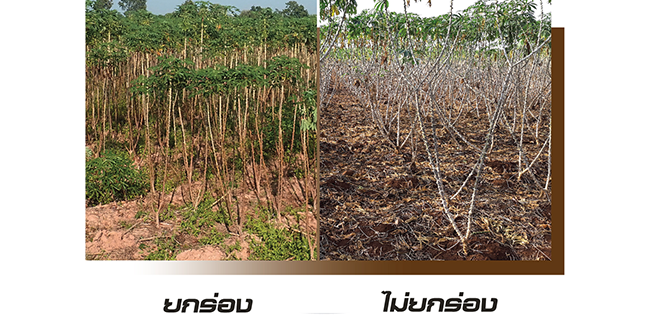 เครื่องตัดต้นมันสำปะหลัง CSC100